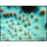 Turbinaria sp vert M