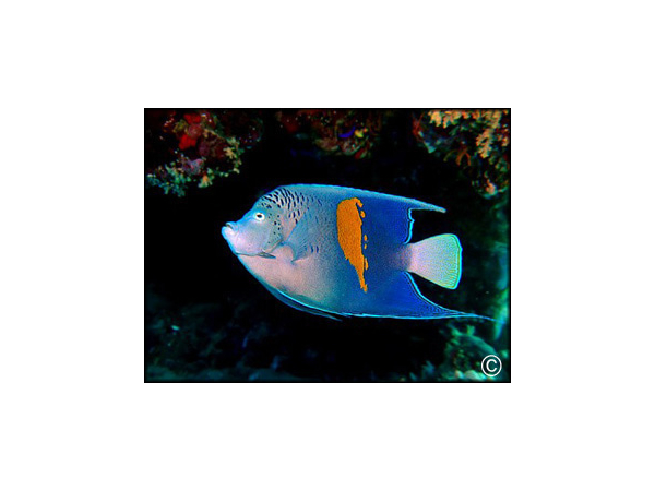 Pomacanthus maculosus adulte