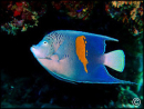 Pomacanthus maculosus adulte