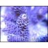 Acropora millepora violet M