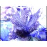 Acropora millepora violet M