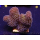 WYSIWYG Stylophora Pinkish 1Q6