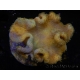 WYSIWYG - Sarcophyton elegans Yellow ULTRA Fidji 13K4
