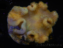 WYSIWYG - Sarcophyton elegans Yellow ULTRA Fidji 13K4