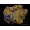 WYSIWYG - Sarcophyton elegans Yellow ULTRA Fidji 13K4