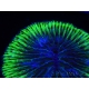 WYSIWYG - Cycloseris sp Ultra Green tentacles 1 (6 cm)