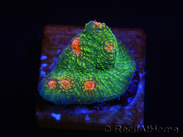 WYSIWYG - RAH Echinophyllia Bubble Gum Monster 21A4