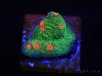 WYSIWYG - RAH Echinophyllia Bubble Gum Monster 21A4