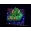 WYSIWYG - RAH Echinophyllia Bubble Gum Monster 21A4