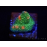 WYSIWYG - RAH Echinophyllia Bubble Gum Monster 21A4