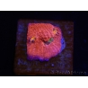 WYSIWYG - RAH Echinophyllia Barbie Girl 21A7