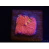 WYSIWYG - RAH Echinophyllia Barbie Girl 21A8