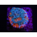 WYSIWYG - RAH Echinophyllia Kaleidoscope 21C6