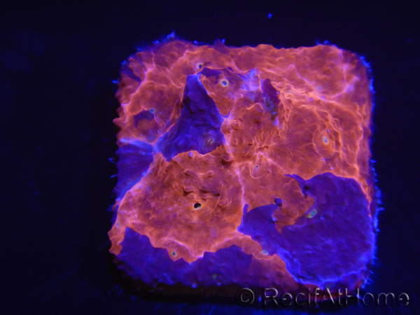 WYSIWYG - RAH Echinophyllia Crunch Berry 21C10