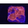 WYSIWYG - RAH Echinophyllia Crunch Berry 21C10
