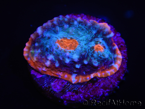 WYSIWYG - RAH Echinophyllia Frosted Cake 21D1