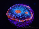 WYSIWYG - RAH Echinophyllia Frosted Cake 21D1
