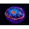 WYSIWYG - RAH Echinophyllia Frosted Cake 21D1
