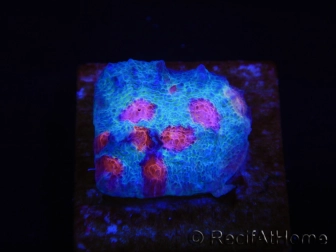 WYSIWYG - RAH Mycedium Ladybug 21F3