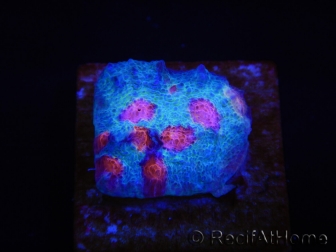 WYSIWYG - RAH Mycedium Ladybug 21F3