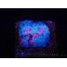 WYSIWYG - RAH Mycedium Ladybug 21F3