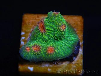 WYSIWYG - RAH Echinophyllia Bubble Gum Monster 21A4