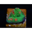 WYSIWYG - RAH Echinophyllia Bubble Gum Monster 21A4