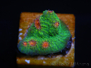 WYSIWYG - RAH Echinophyllia Bubble Gum Monster 21A4