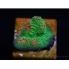 WYSIWYG - RAH Echinophyllia Bubble Gum Monster 21A4