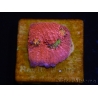 WYSIWYG - RAH Echinophyllia Barbie Girl 21A7