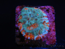 WYSIWYG - RAH Echinophyllia Kaleidoscope 21C6