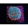 WYSIWYG - RAH Echinophyllia Kaleidoscope 21C6
