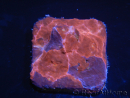 WYSIWYG - RAH Echinophyllia Crunch Berry 21C10