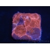 WYSIWYG - RAH Echinophyllia Crunch Berry 21C10