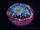 WYSIWYG - RAH Echinophyllia Frosted Cake 21D1