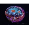 WYSIWYG - RAH Echinophyllia Frosted Cake 21D1