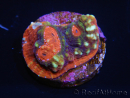 WYSIWYG - RAH Echinophyllia Hell Door 21D5