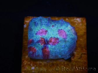 WYSIWYG - RAH Mycedium Ladybug 21F3