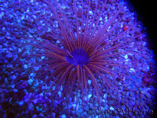 WYSIWYG Cerianthus filiformis 1
