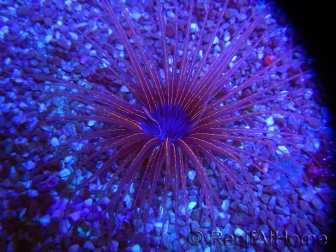 WYSIWYG Cerianthus filiformis 1