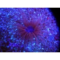 WYSIWYG Cerianthus filiformis 1