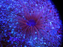 WYSIWYG Cerianthus filiformis 1