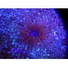 WYSIWYG Cerianthus filiformis 1