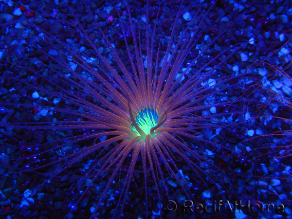 WYSIWYG Cerianthus filiformis 2
