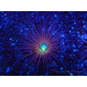 WYSIWYG Cerianthus filiformis 2