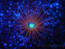 WYSIWYG Cerianthus filiformis 3