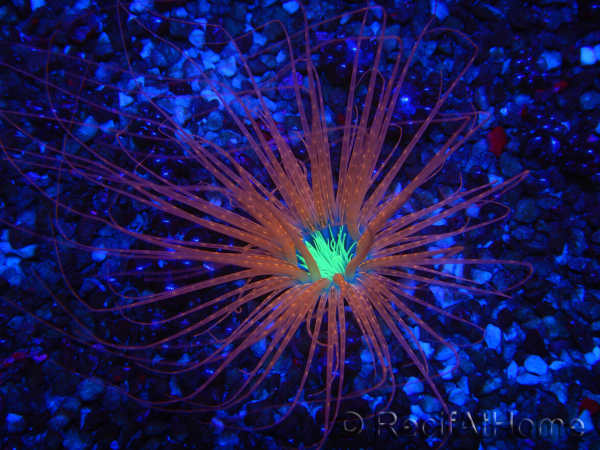 WYSIWYG Cerianthus filiformis 4