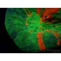 WYSIWYG Homophyllia australis (ex Scolymia) Reverse Bleeding apple Ultra 10 (6.5 cm)