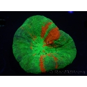 WYSIWYG Homophyllia australis (ex Scolymia) Reverse Bleeding apple Ultra 10 (6.5 cm)