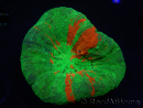 WYSIWYG Homophyllia australis (ex Scolymia) Reverse Bleeding apple Ultra 10 (6.5 cm)